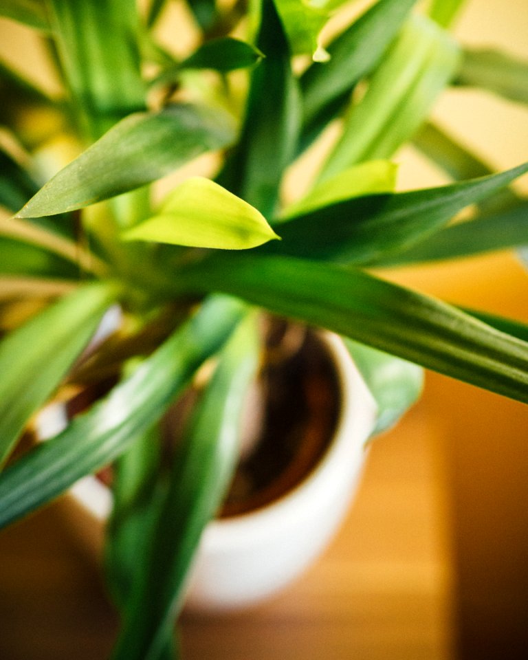 Orange, Green, Home