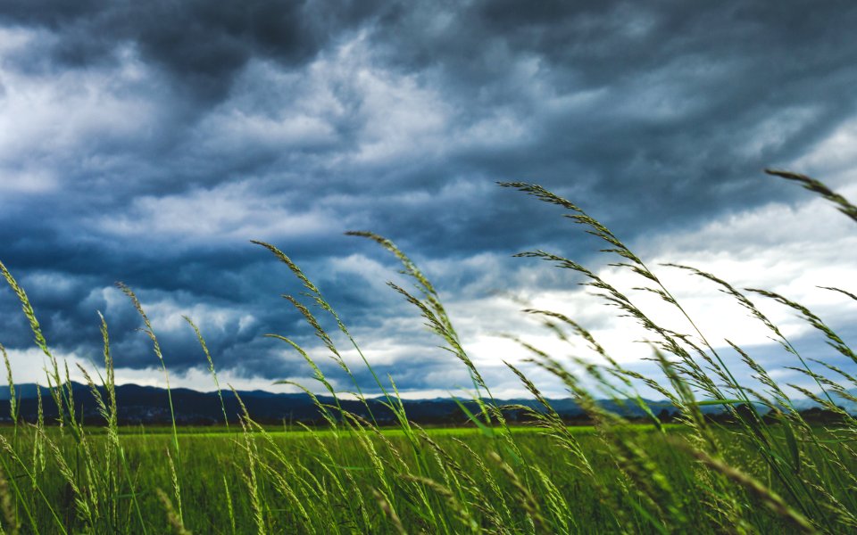 shallow focus photography of plants and blowing wind