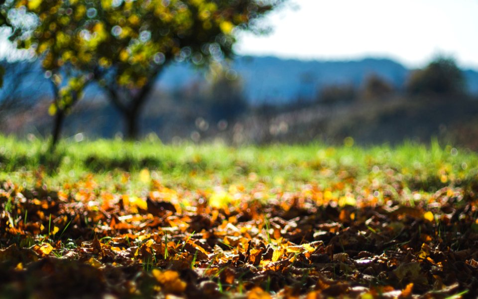 Autumn, Nature