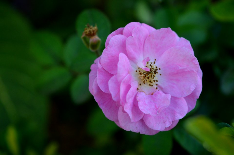 Nairobi, Kenya, Flower