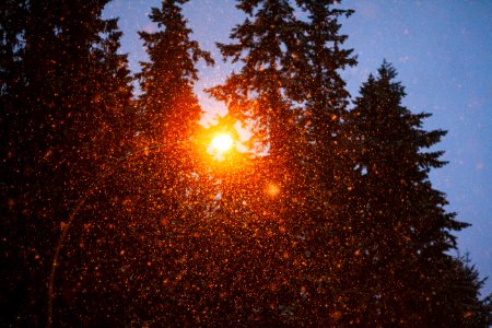 Snow falling, Snows, Tree