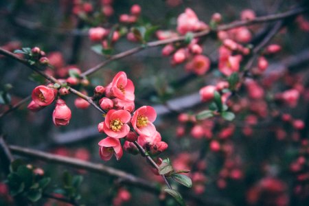 selective focus photography of pink cherry blossoms photo