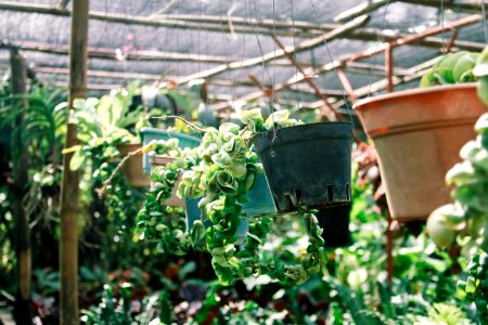 Hanging plants, Plant cycle, Growing photo