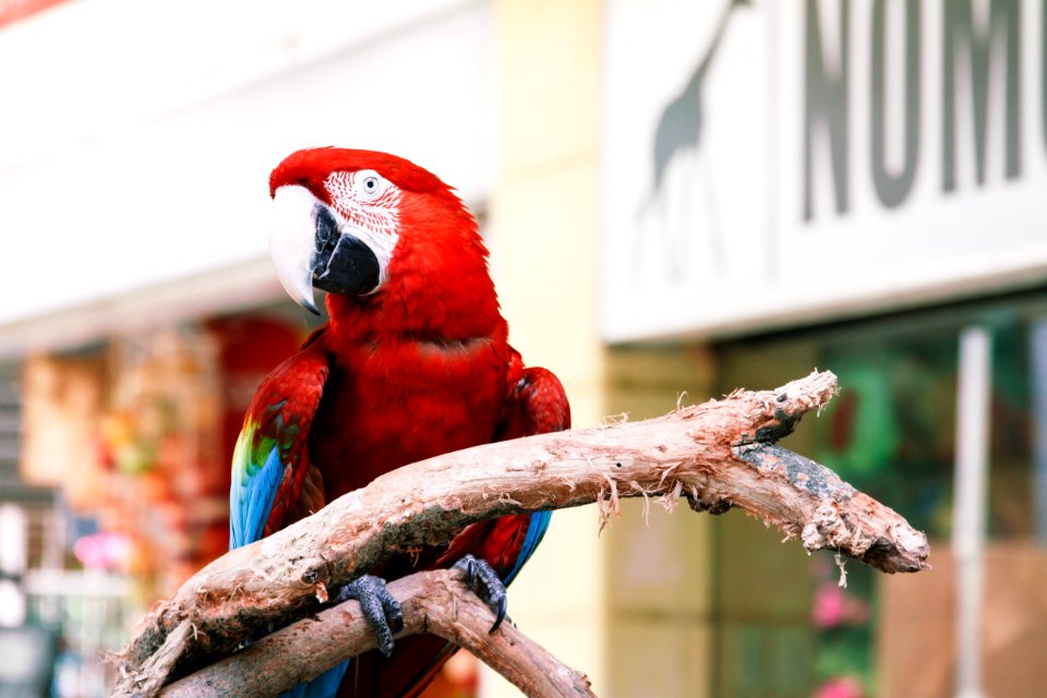 Market, Flying, Bird