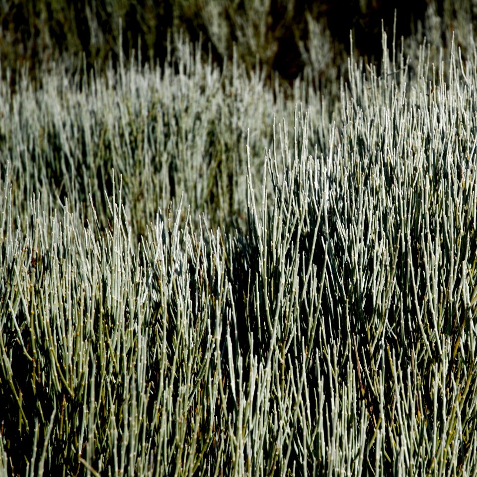 Tenerife, Spain, Grass