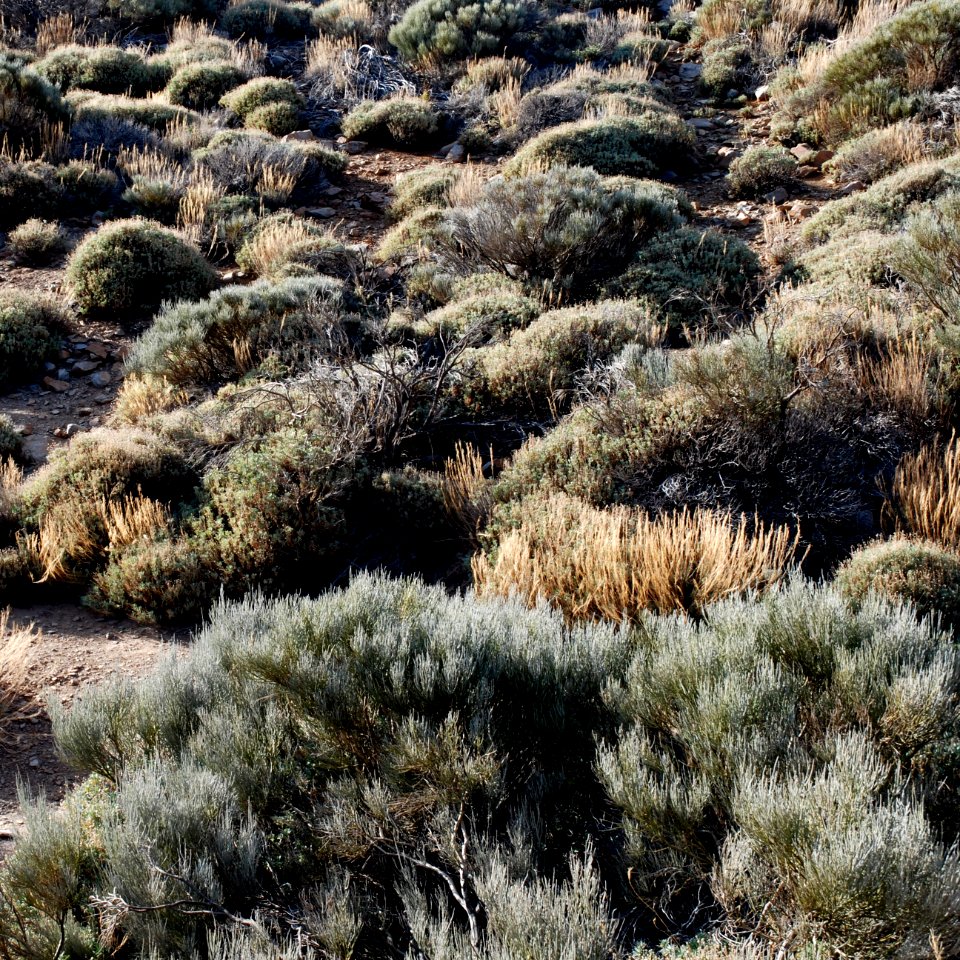 Tenerife, Spain, Dry