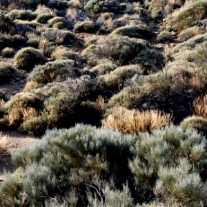 Tenerife, Spain, Dry