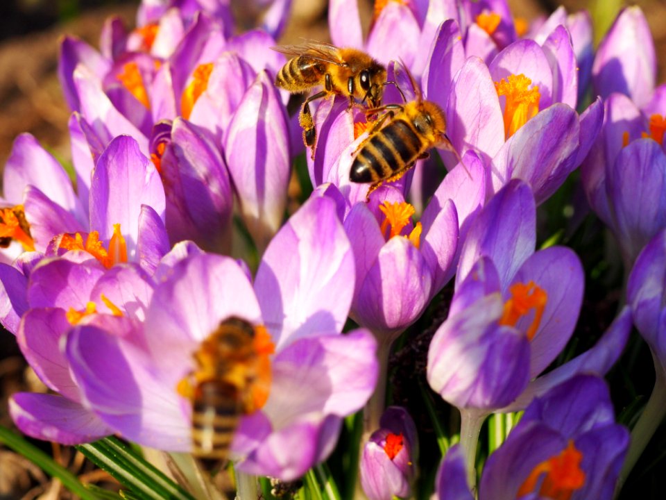 Klapkalnciems, Latvia, Pollen