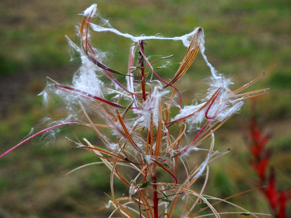 Latvia, Jaunpiebalga, Cotton lint