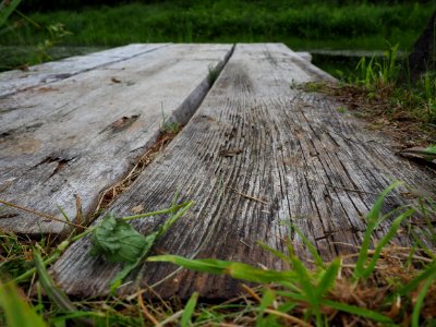 Vii, Latvia, Old wood