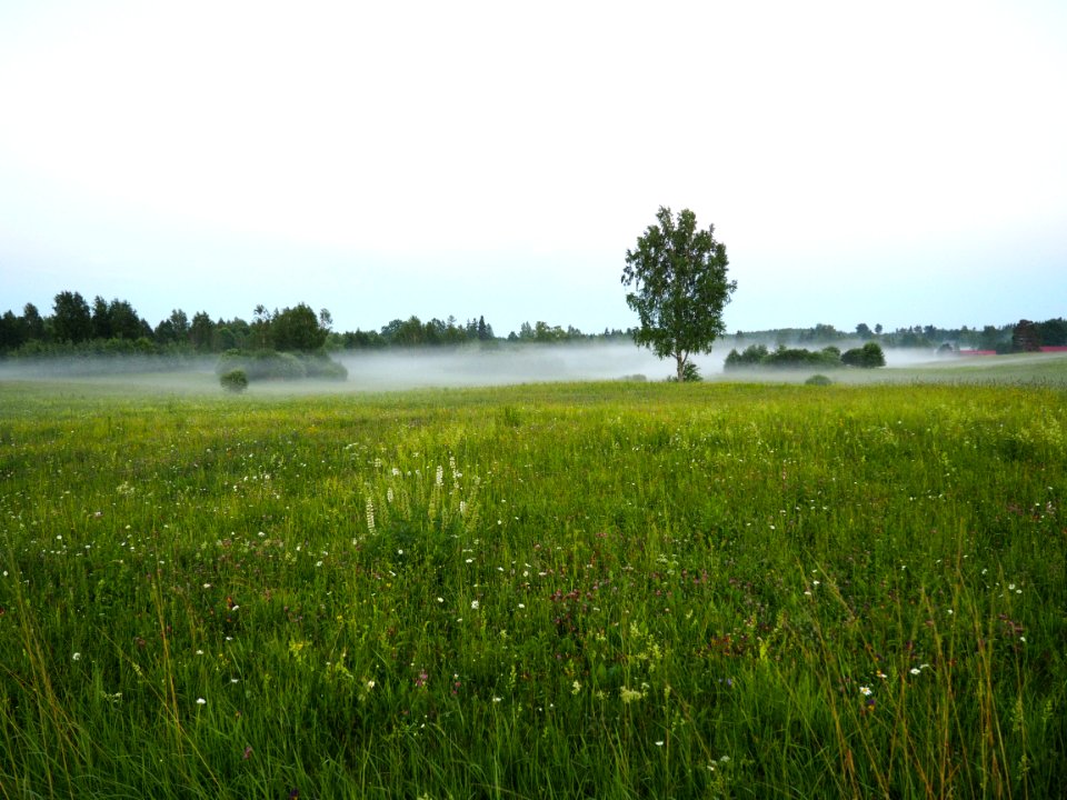 Latvia, Jaunpiebalga, Fog