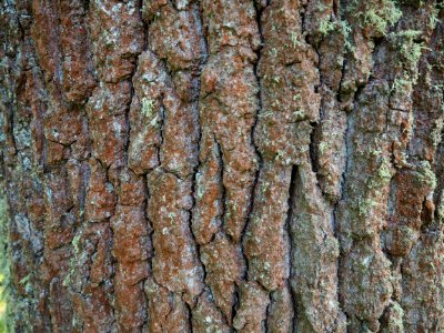 Vii, Latvia, Wood