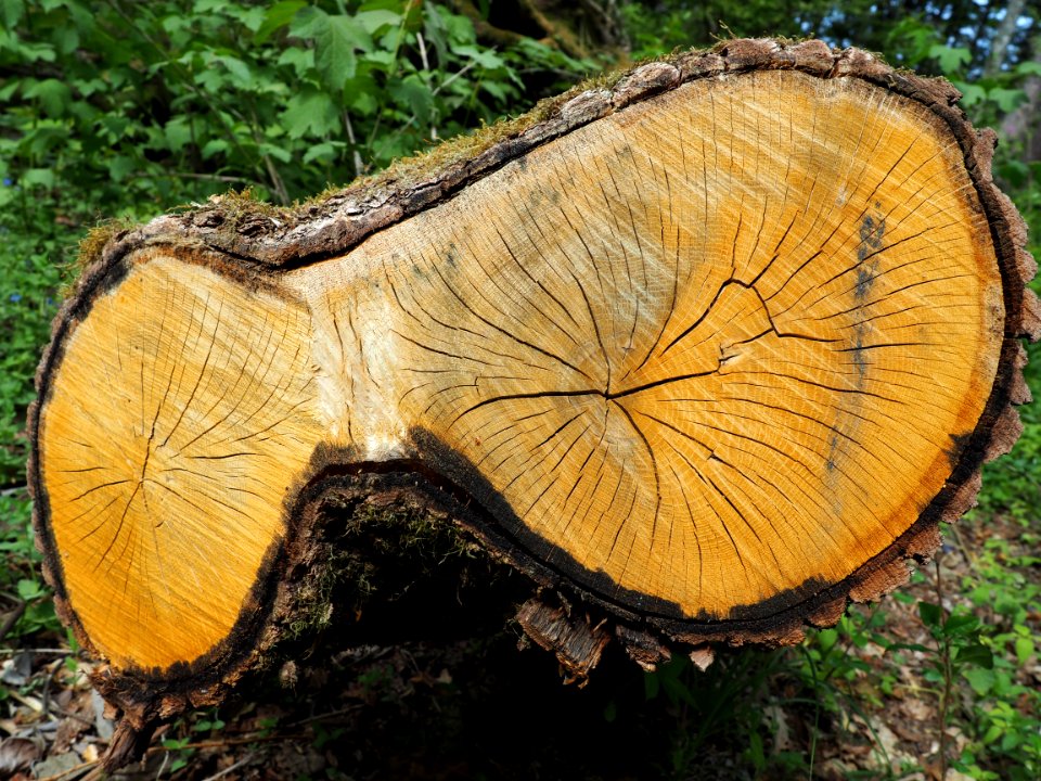 Apuciems, Latvia, Timber