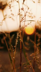 Palakkad, Sunset, Love