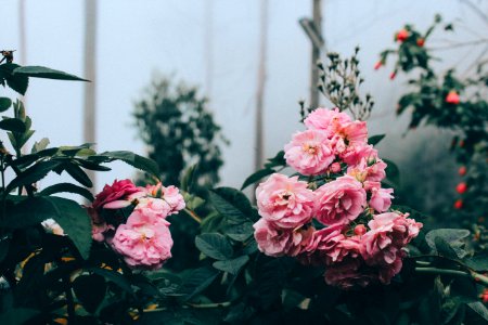 closeup photo of pink petaled flowers photo