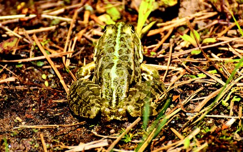Water frog frog pond high