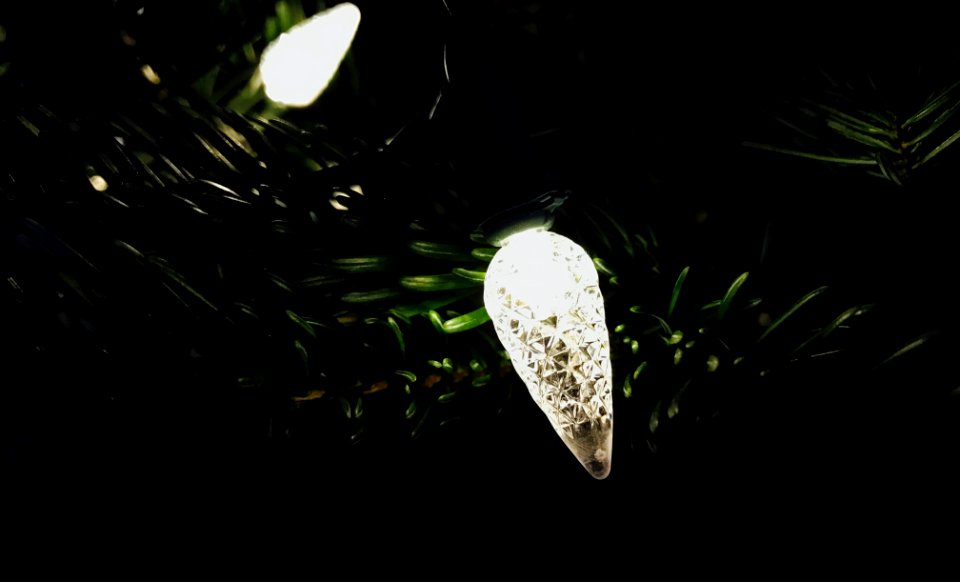 Holiday, Light, Tree