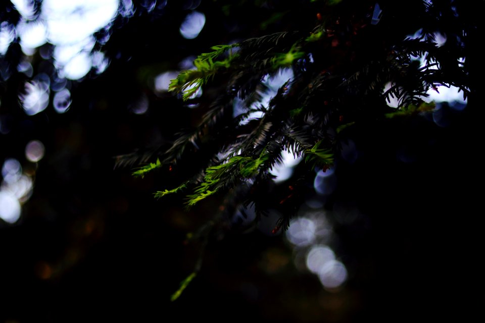 Holiday, Christmas, Plant