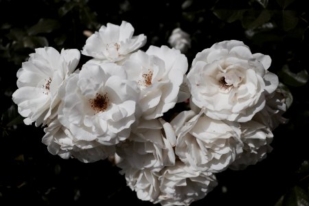 Hanford, United states, Bloom