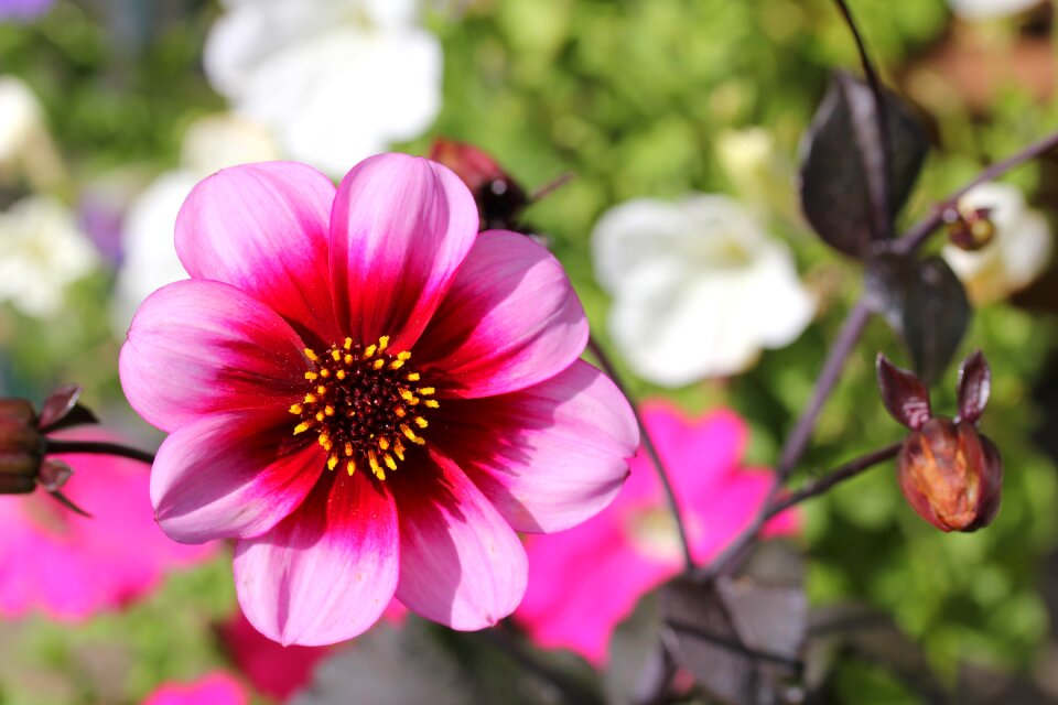 Garden bloom botanical