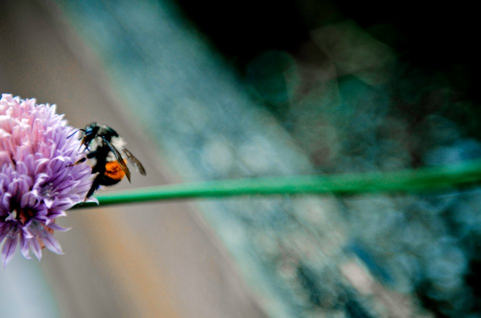 Seattle, Flower, Bee