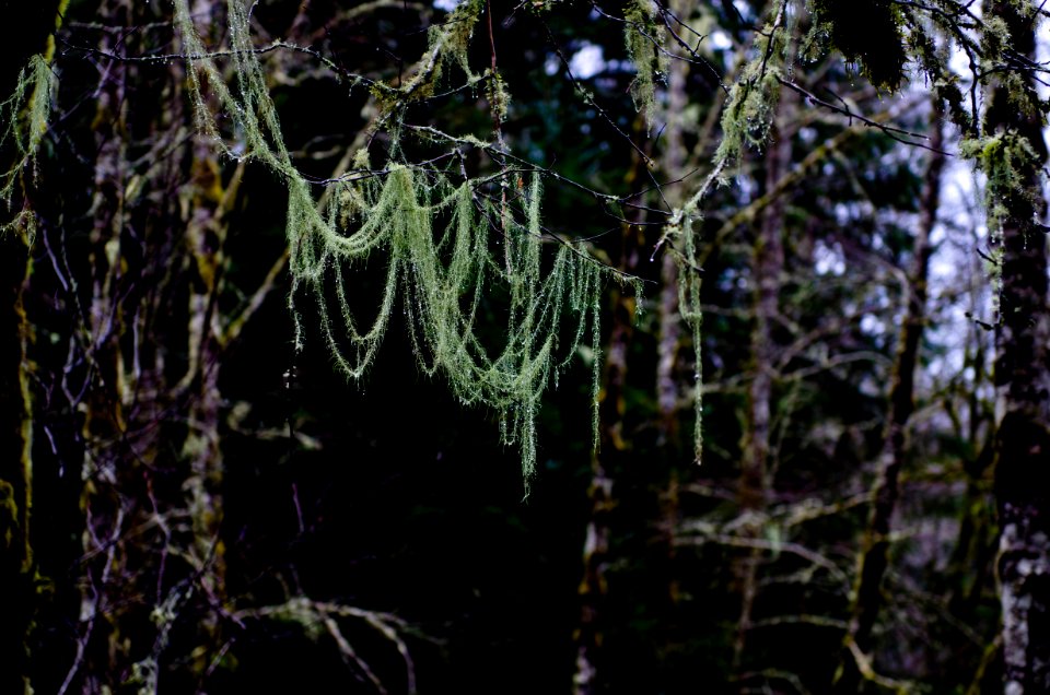 Snoqualmie, United states, Forest