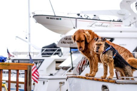 long-coated brown dog on white boat