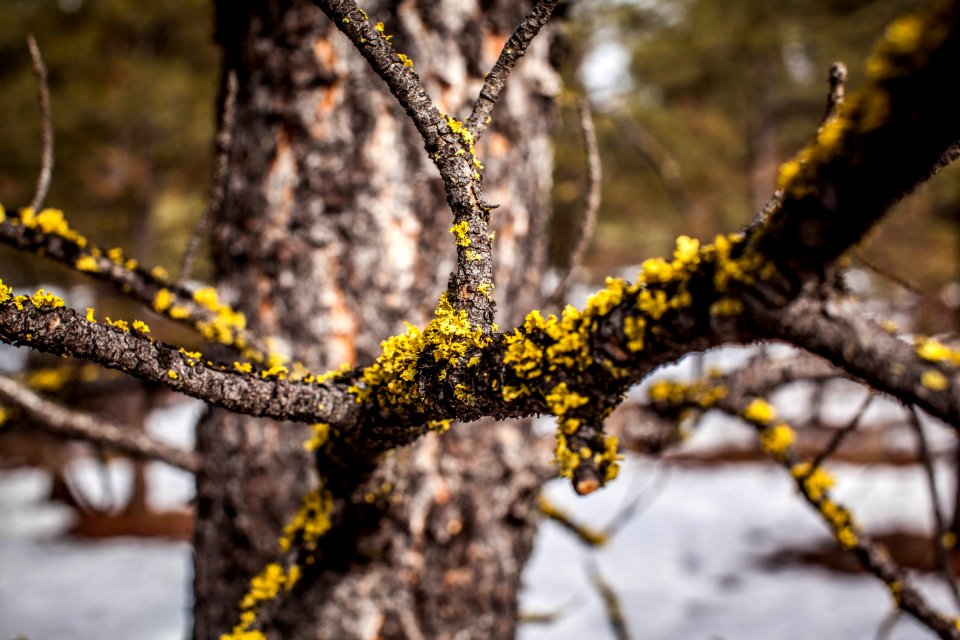 Montana, Winter, Tree