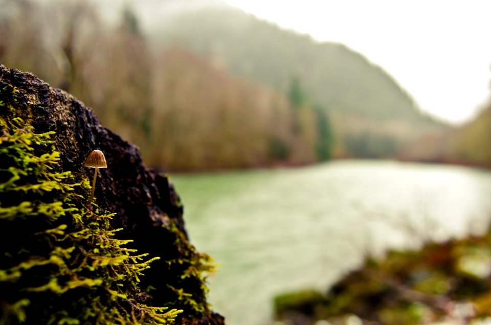 Mushroom, Water, Peaceful