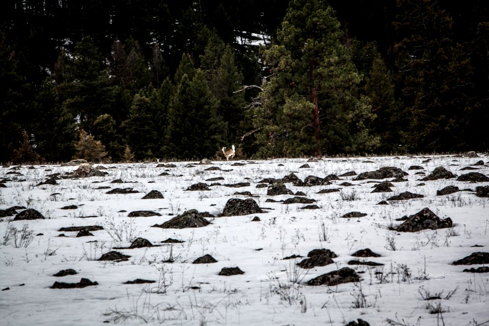 Montana, United states, Snow