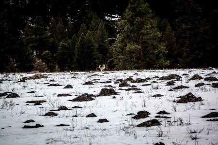 Montana, United states, Snow photo