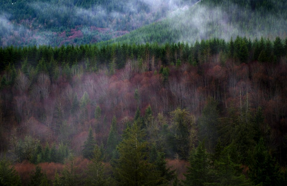 Mountain, Forest, Green