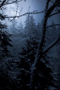 trees coated snow photo