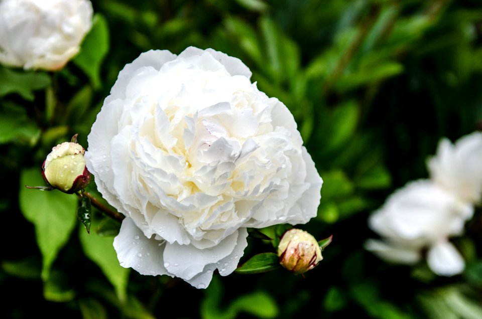 Beautiful, Flower, Green