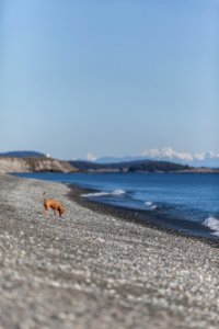 brown dog on shore photo