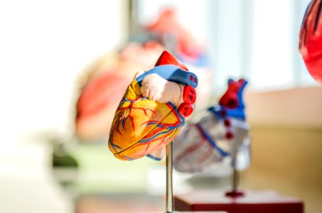 selective focus photography of heart organ illustration photo