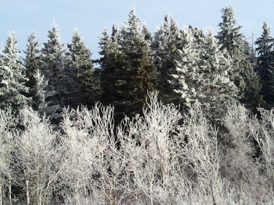 Trees, Forest, Winter