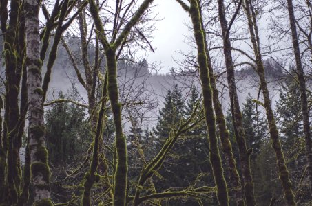 Snoqualmie, United states, Forest photo