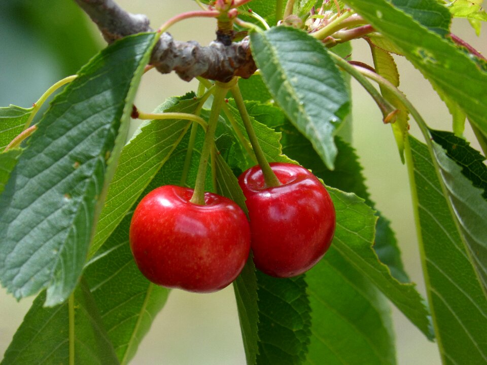 Cherry red fruit sweet