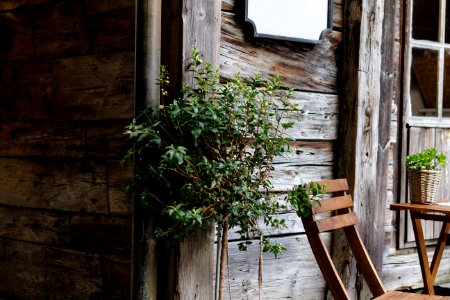 green leaf plant near brown wooden wall and brown wooden armless chair