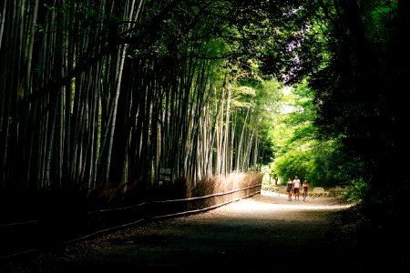Kyoto, Arashiyama, Japan photo