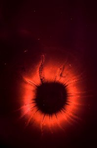 microscope photography of red and black microorganism