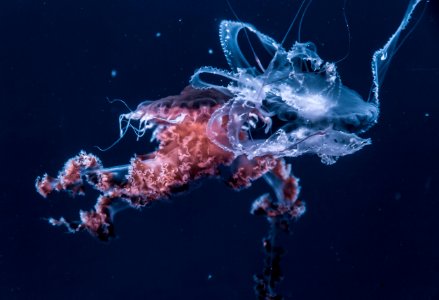 selective focus photography of white and red jellyfish at sea photo