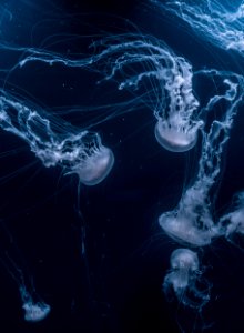 white jellyfishes swims photo