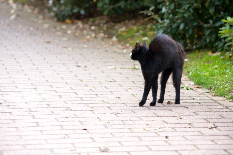 Black cat black animals