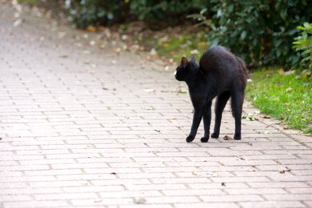 Black cat black animals photo
