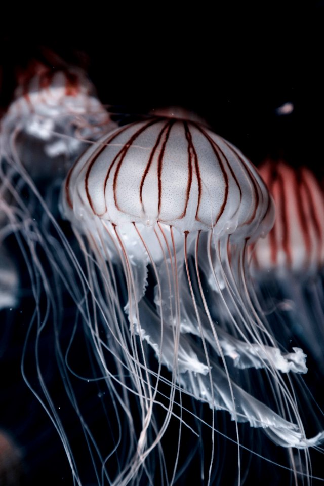 three jellyfish closeup photo