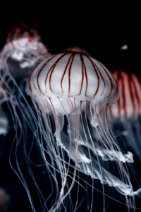 three jellyfish closeup photo