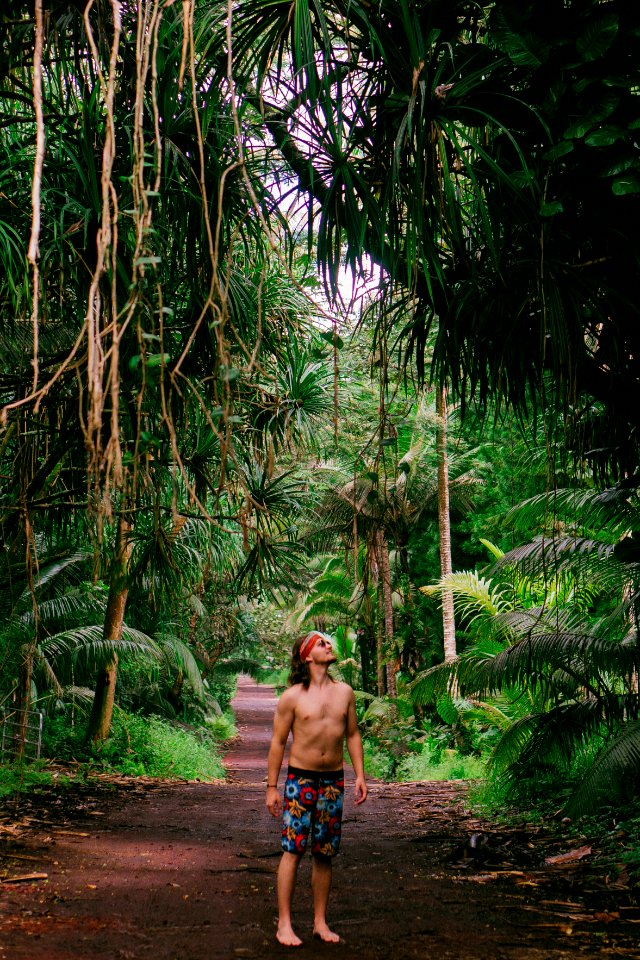 Summer, Forest, Rainforest