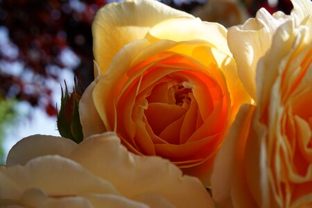 Bloom filled english rose nature
